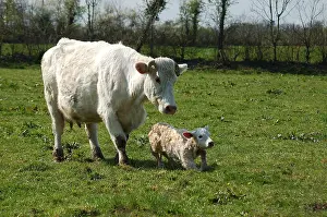 Births: Charolais cow and her newborn calf in the meadow