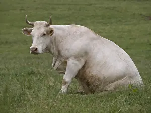 Doubs: Charolais cow sitting on her behind in a field