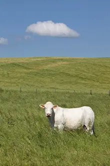 Charolaises: Charolais cow in tall grass in the spring France
