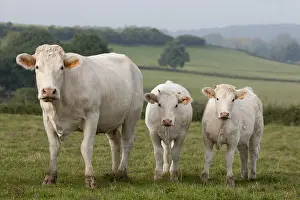 Twin: Charolais cow with twin calves in a meadow