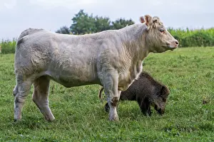 Vesoul: Charolais Cow - with Wild Boar. Vesoul, Haute