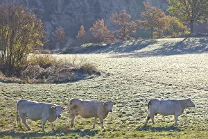 File: Charolais cows in a field in Provence France