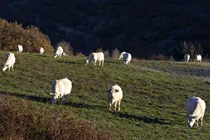 Charolais: Charolais cows in a field in Provence France