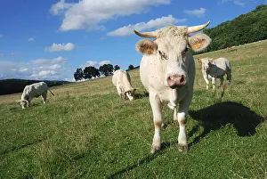 Champagne: Charolais cows in meadow Champagne France