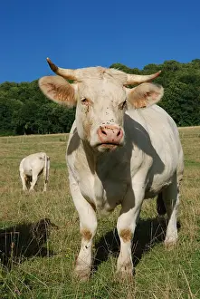 Raised: Charolais cows in meadow Champagne France