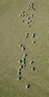 File: Charolais cows in single file along a dry pre France