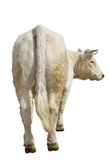Charolais: Charolais heifer to stand back