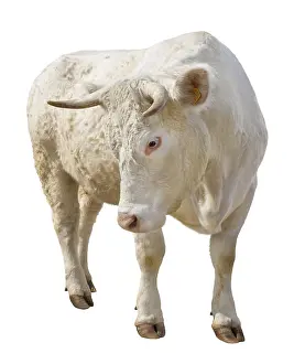Charolais: Charolais heifer standing face
