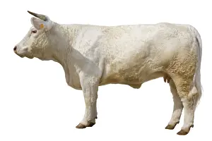 Charolais: Charolais heifer standing profile