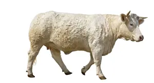 Charolais: Charolais heifer standing profile
