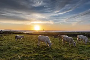 Manche: Charolais oxen in a meadow facing Goury lighthouse