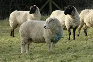 Charolais: Sheep