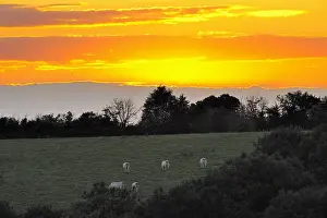 Intergalactic: Charolais at sunset Sancerre Centre France