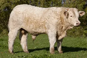Tauruses: Charolais young bulls selected for breeding