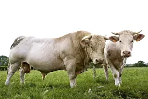 Dimorphisms: Charolaise Bull and Cow in meadow Burgundy France