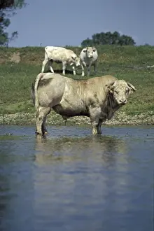 Sa Ne: Charolaise bull in Loire river Bourgogne France