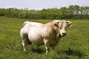 Examples: Charolaise Bull in meadow Burgundy France