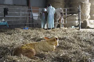 Births: Charolaise Calf born by caesarean Nord Pas-de-Calais France