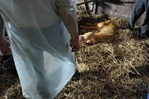 Births: Charolaise Calf born by caesarean Nord Pas-de-Calais France