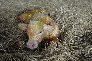 Births: Charolaise Calf born by caesarean Nord Pas-de-Calais France