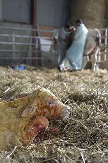 Connective: Charolaise Calf born by caesarean Nord Pas-de-Calais France