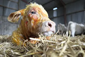 Connective: Charolaise Calf born by caesarean Nord Pas-de-Calais France