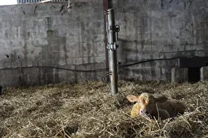 Piping: Charolaise Calf born by caesarean Nord Pas-de-Calais France
