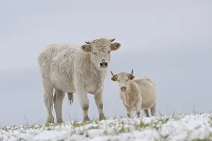 Lozere: Charolaise Calf and Cow in the snow Lozere France