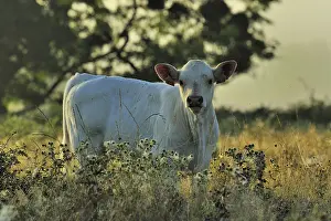 Ni Vre: Charolaise calf in a meadow Pouilly Loire France