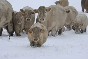 Lozere: Charolaise Calves and Cows in the snow Lozere France