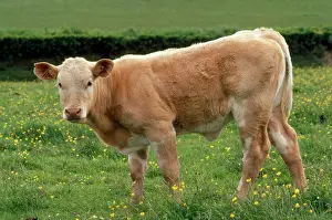 Bullock: Charolaise Cattle