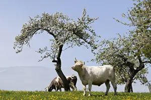 Orchards: Charolaise Cow and Cherry blossoms Franche-Comte France