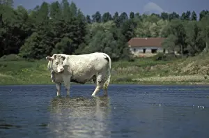 Sa Ne: Charolaise cow in Loire river at Digoin Bourgogne France
