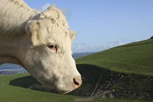 Reliefs: Charolaise Cow outdoor Nord Pas-de-Calais France