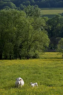 Tranquillity: Charolaise Cow and its Veal in a pasture Bourgogne France