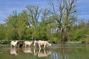 Comt: Charolaise cows into Allan river to Allenjoie Franche-Comte