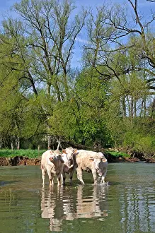Comt: Charolaise cows into Allan river to Allenjoie Franche-Comte