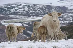 Suck: Charolaise Cows and calves in the snow Lozere France