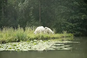 Canals: Charolaise cows grazing in the Marais Poitevin France