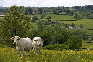 Mode: Charolaise Cows in a meadow Bourgogne France