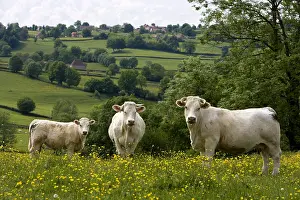 Mode: Charolaise Cows in a meadow Bourgogne France