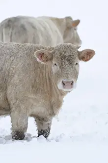 Lozere: Charolaise Cows in the snow Lozere France