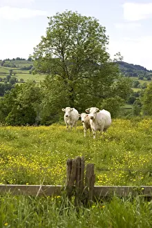 Barriers: Charolaises Cows in a pasture Bourgogne France