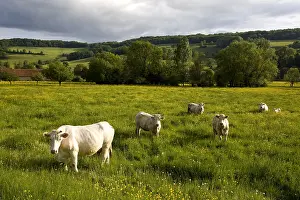 Tranquillity: Charolaises Cows in a pasture Bourgogne France