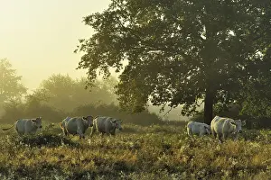 Ni Vre: Charolaises walking in a meadow Pouilly Loire France