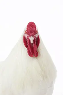 Wattles: Charollaise Chicken Cockerel / Rooster