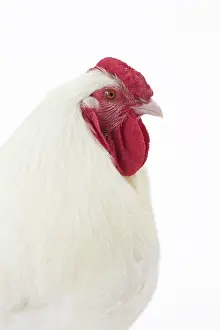 Wattles: Charollaise Chicken Cockerel / Rooster