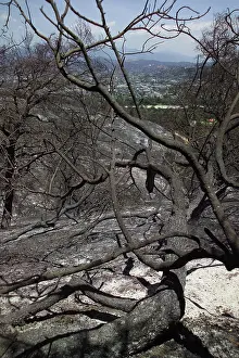 Fertilizer: Charred Tree