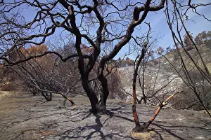 Fertilizer: Charred Trees