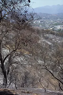 Fertilizer: Charred Trees